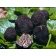 Fresh Brumale truffle